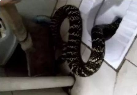 厕所里有蛇怎么办