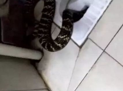厕所里有蛇怎么办