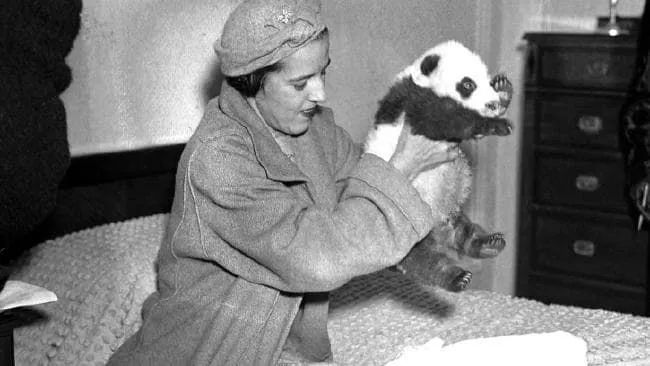 你知道租借一只大熊猫需要多少钱吗？尽管如此，西方人依旧痴迷着它