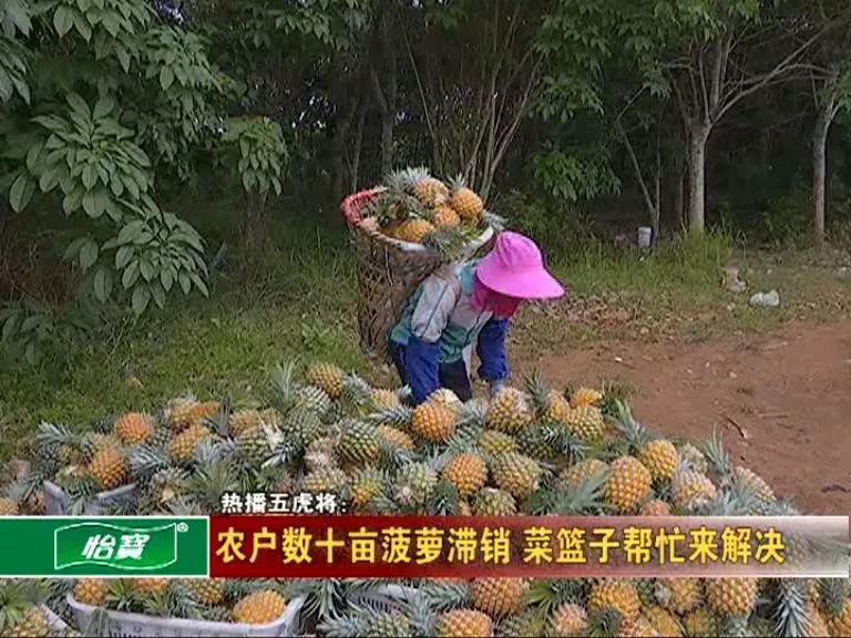 三门坡,大致坡种植户菠萝滞销,大家快来帮帮他们!