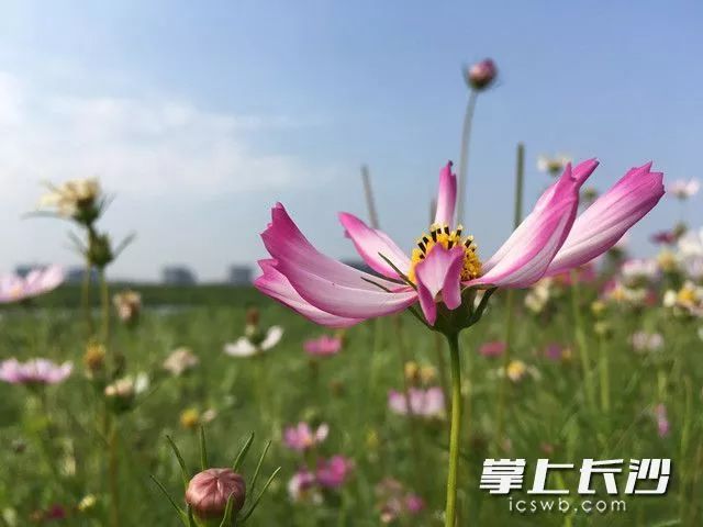 开福区浏阳河畔这一大片"幸福花"海,原来还藏着一个浪漫的故事(视频)