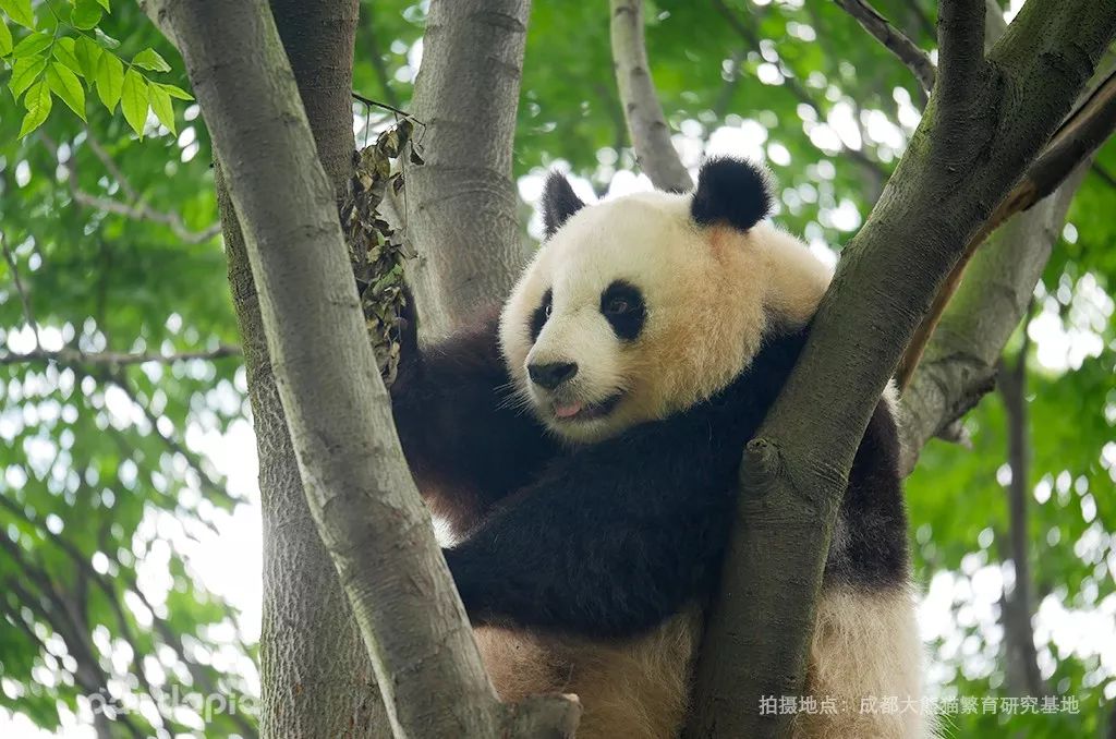 今天是小满,跟熊猫有什么关系呢?