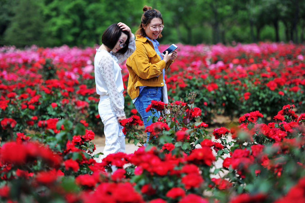 山科大的月季花海又鲜花盛开 学子们闻香进学堂 花海中上下学