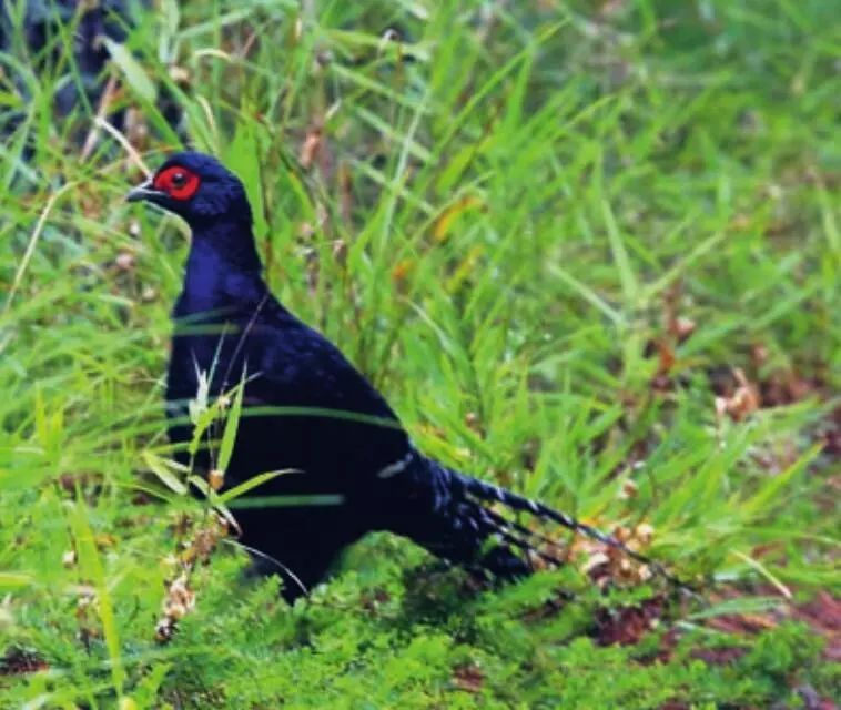 这些珍稀鸟类特有种,你还不认识?丨国际生物多样性日