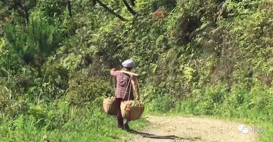 酸爽平沙小编回乡看看带开d乜靓嘢回来