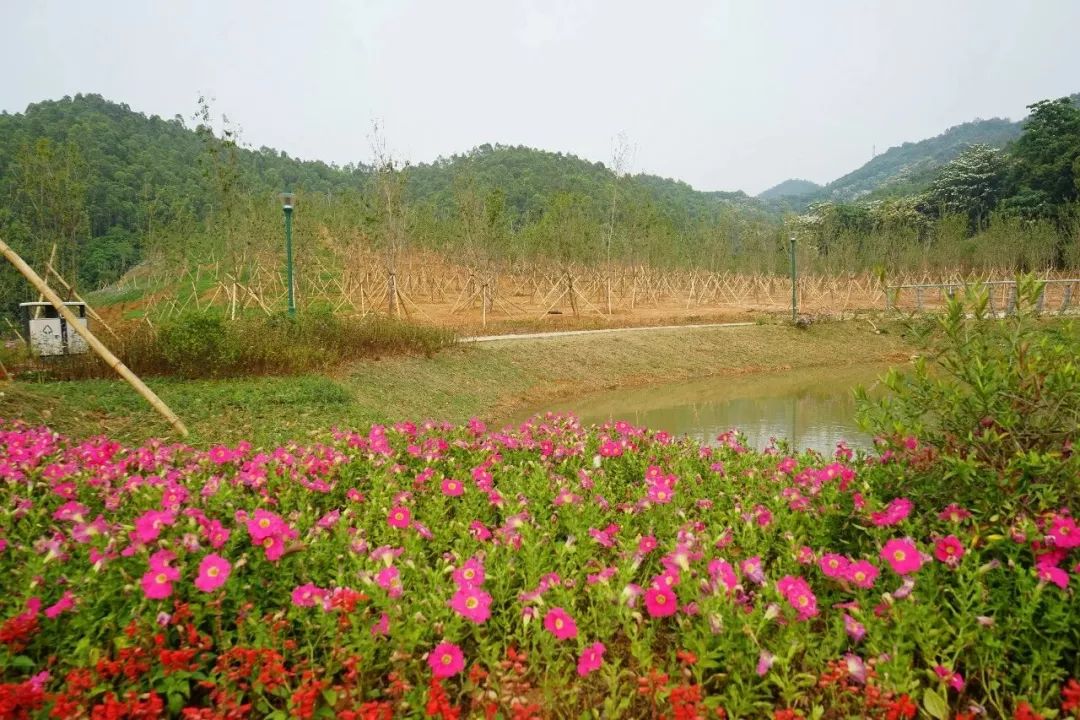 赏花爬山寻野趣,罗田森林公园开园