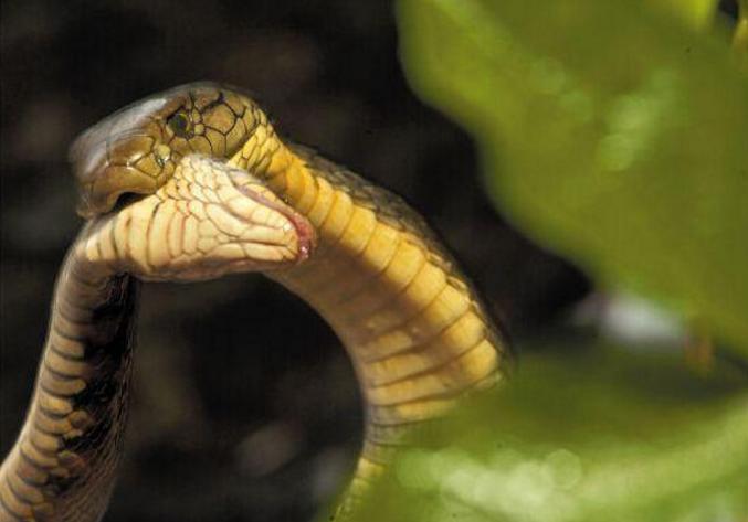 生性凶猛且剧毒的眼镜王蛇的5大天敌,被第三种咬上一口必死!
