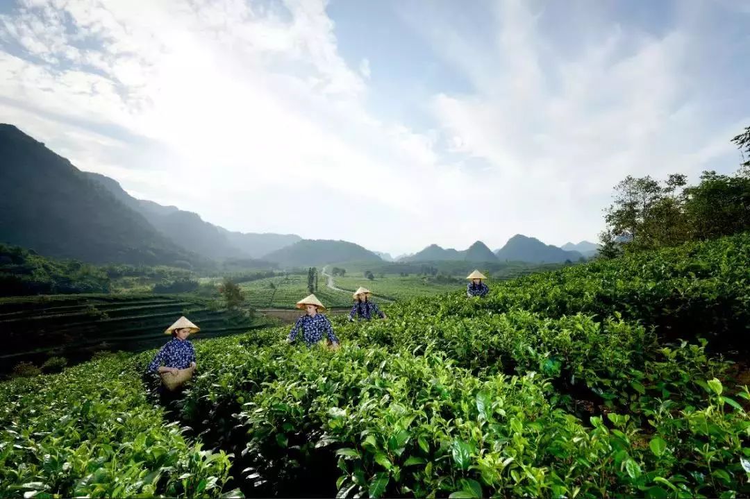 绿色生态之旅金坛雀舌茶乡之旅万州区太安镇凤凰茶乡之旅(本文转自