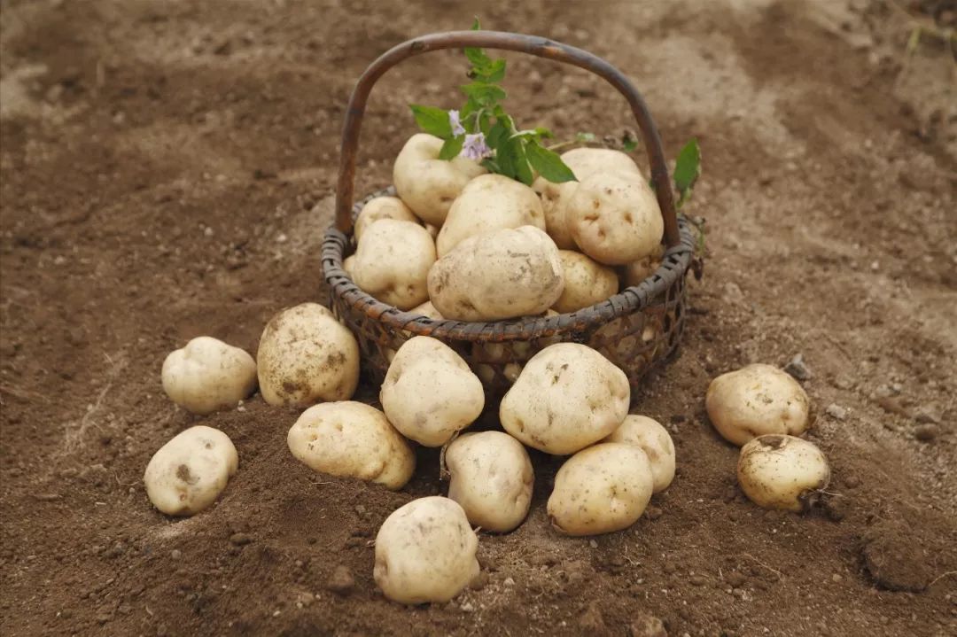 职场术语:small potato