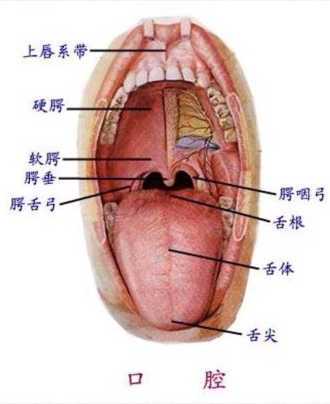 学会这四招,让你说话过程中声音圆润发音清晰