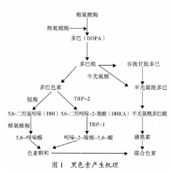 人晒黑的原理_小助手在网上搜罗了相关资料   大致的理论是:   能把人晒黑的是紫外线   太阳光