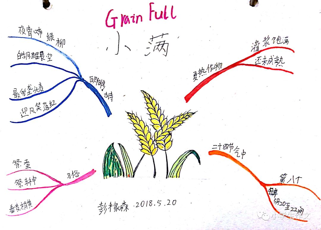 原创小满思维导图小学生作品内含诗句谚语