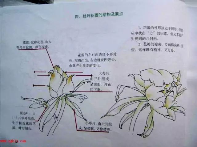 超详细的牡丹白描结构图