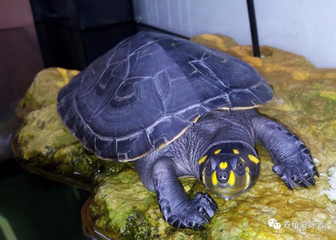 龟友来稿：红腿陆龟的饲养-从入门到繁殖（下） - 知乎