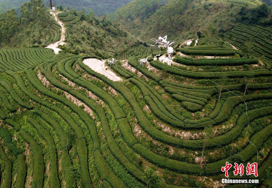 航拍福建平和壮观的茶山梯田