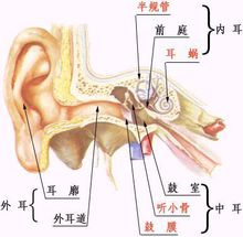 鼓室是中耳的主要组成部分,里面有三块听小骨:锤骨,砧骨和镫骨,镫骨的