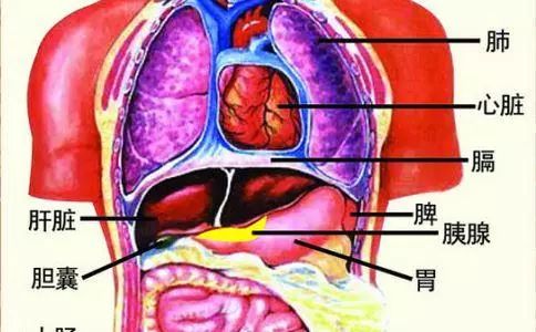 【生活文摘报-健康】心肝脾肺肾等,人体五脏六腑最全的养护秘籍