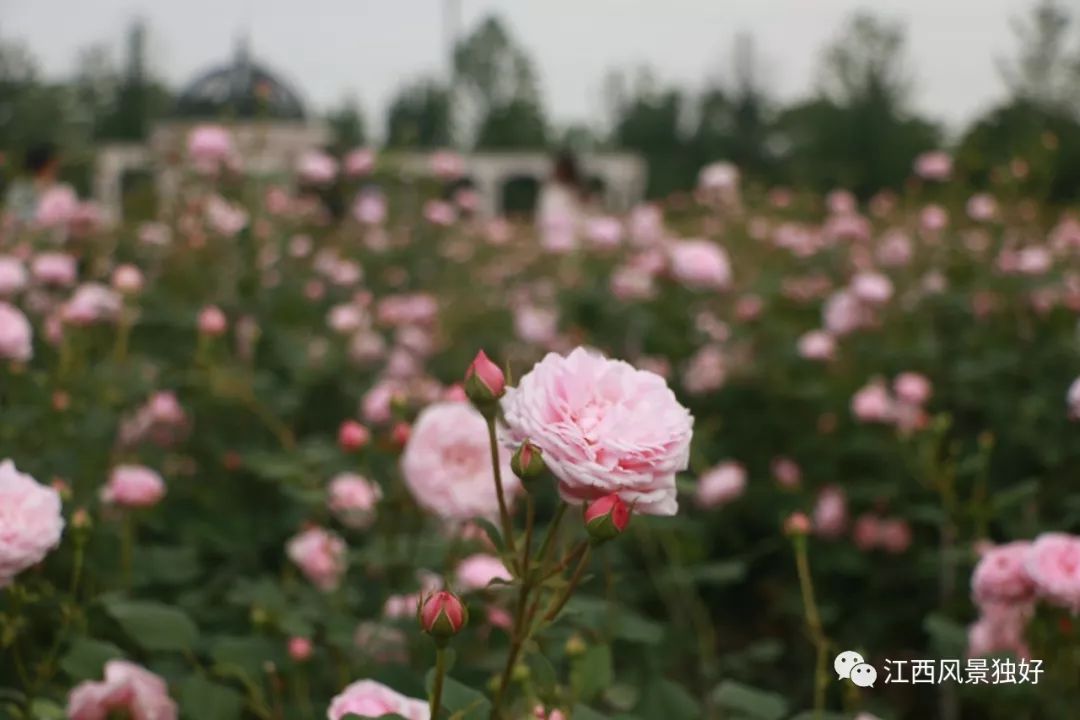 东岸建有四季花园,玫瑰园,阳光大草坪等,突出欧式园林风格.