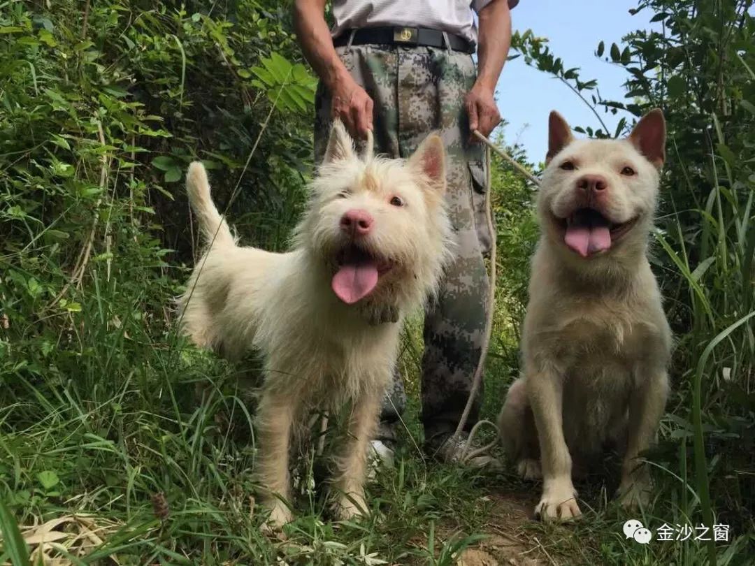 金沙人你知道下司犬吗?