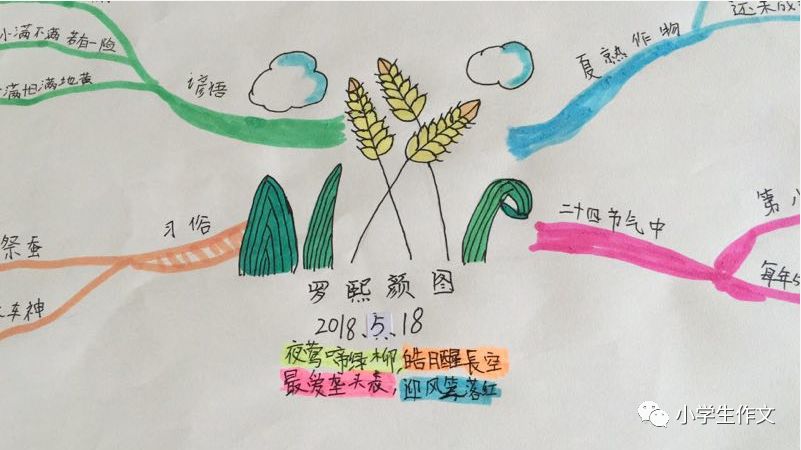 原创小满思维导图小学生作品内含诗句谚语