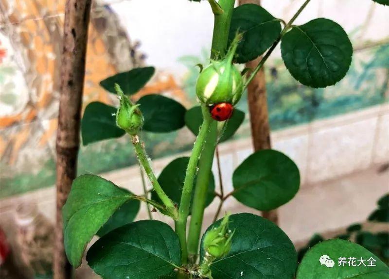 七星瓢虫最爱吃蚜虫,而且对月季无感,所以不但能把虫吃光,对咱们的