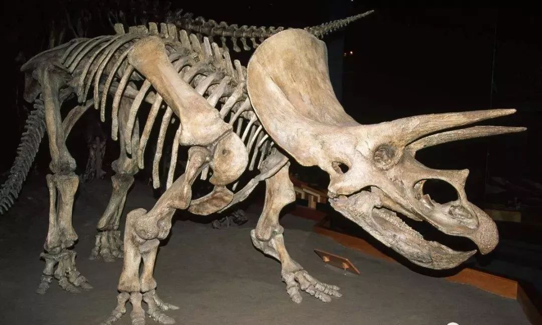 9.首次有记载的恐龙化石于1677年在牛津发现