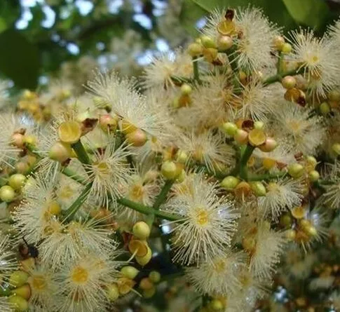 药材水翁花