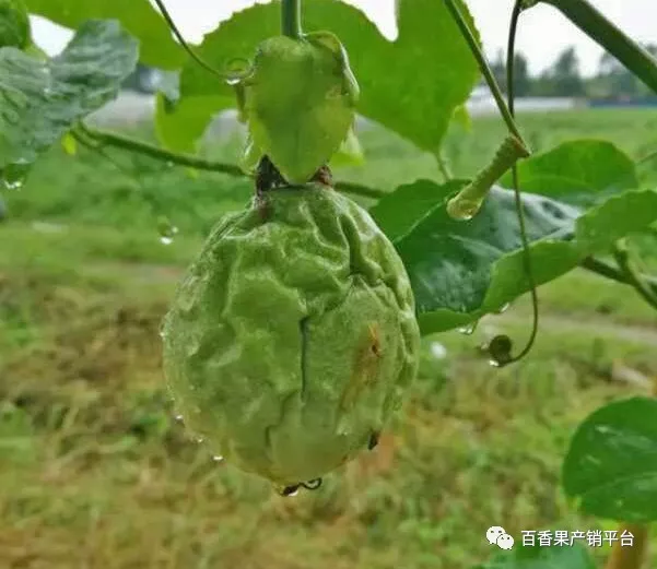 2,虫害,发生果实蝇,蓟马,蜗牛危害等.