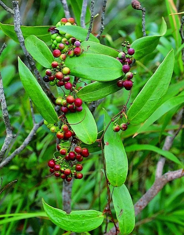 com 土茯苓则是一种植物,学名为 光叶菝葜(bá qiā).