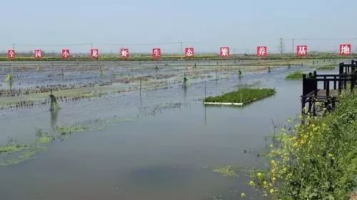 袁隆平发来贺电湖北潜江小龙虾一张城市活名片