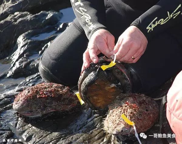 澳洲顶级野生鲍鱼,太奢侈了