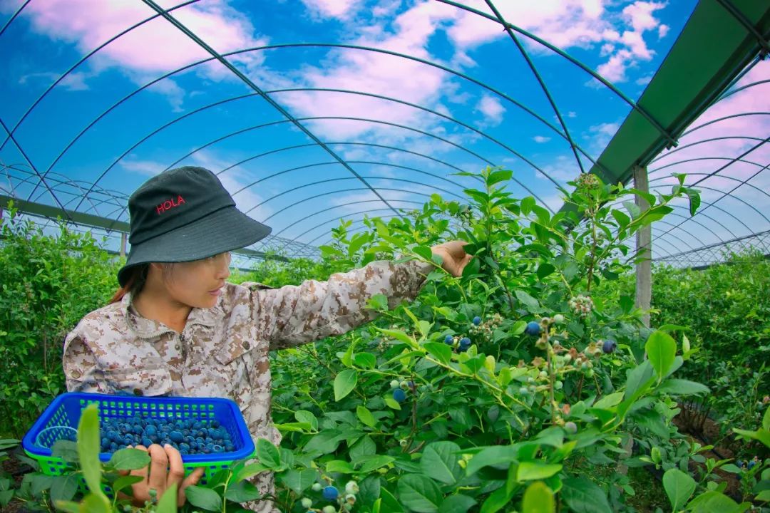 江北竟藏着这样一个蓝莓基地!