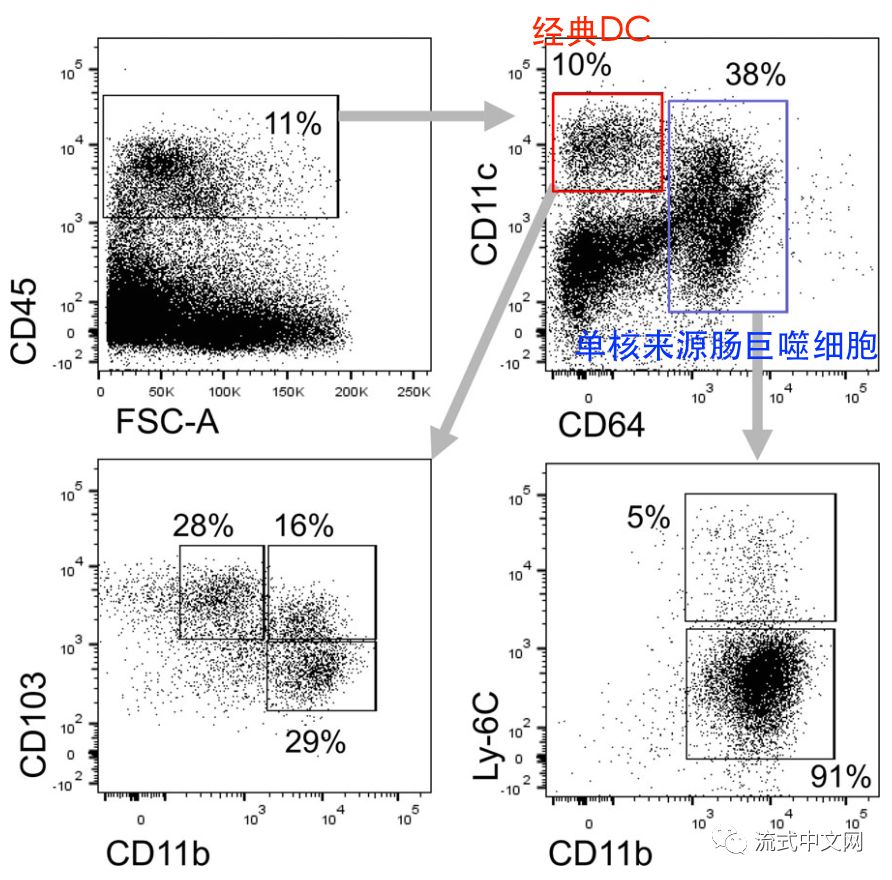 小鼠肠道的dc分析:小鼠单核细胞的分析,以cd115高表达为单核标记:小鼠