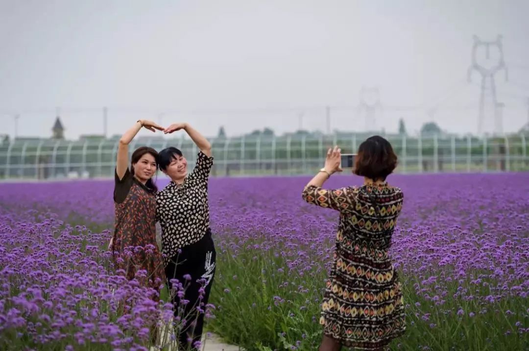 门票无限量免费送 | 足足800亩,常州绝美紫色花海来了