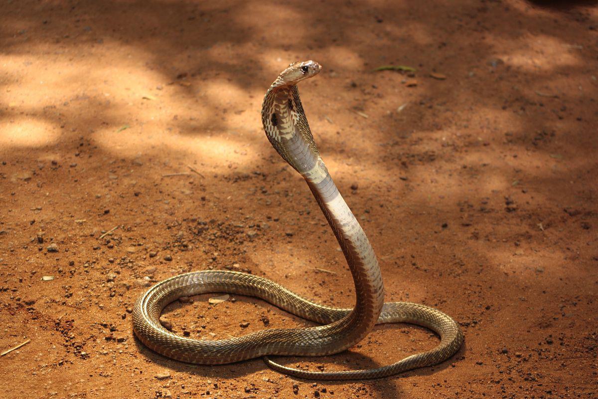 盘点史上最大的10种蛇：眼镜王蛇仅排第7，首位来自6000万年前 - 哔哩哔哩