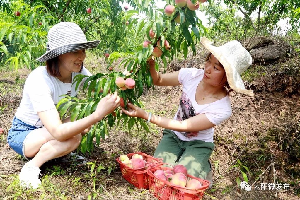 凤鸣早熟水蜜桃进入采摘季啦!云阳的吃货小伙伴们看过来