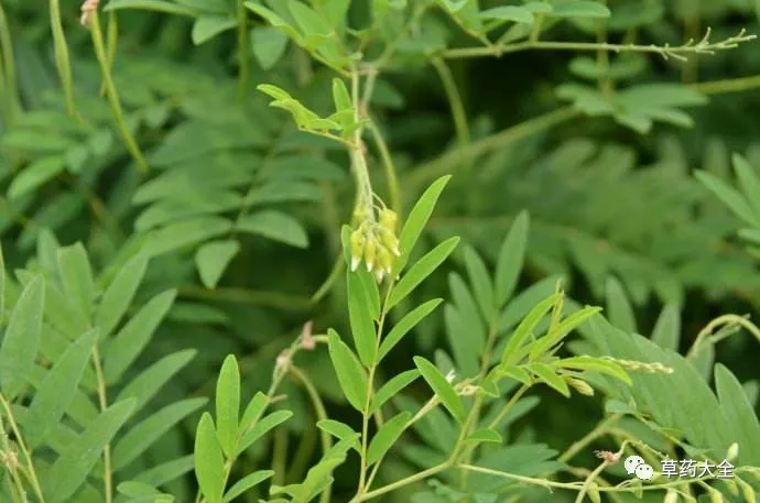 苦参(学名:sophoraflavescens)为豆科苦参属的植物.