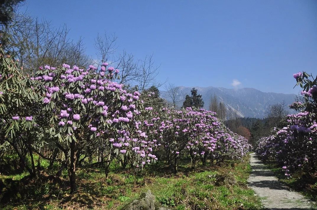 华西亚高山植物园