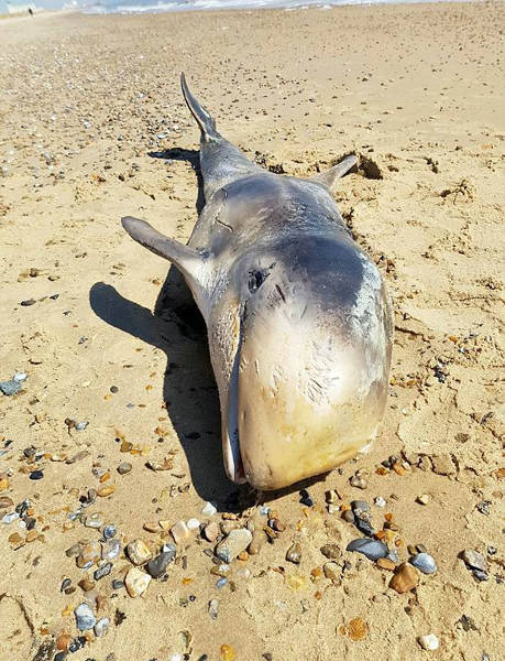 英国搁浅海豚胃中现橡胶手套 死于营养不良