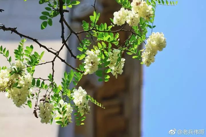 区县旅游旅顺太阳沟又是一年槐花香