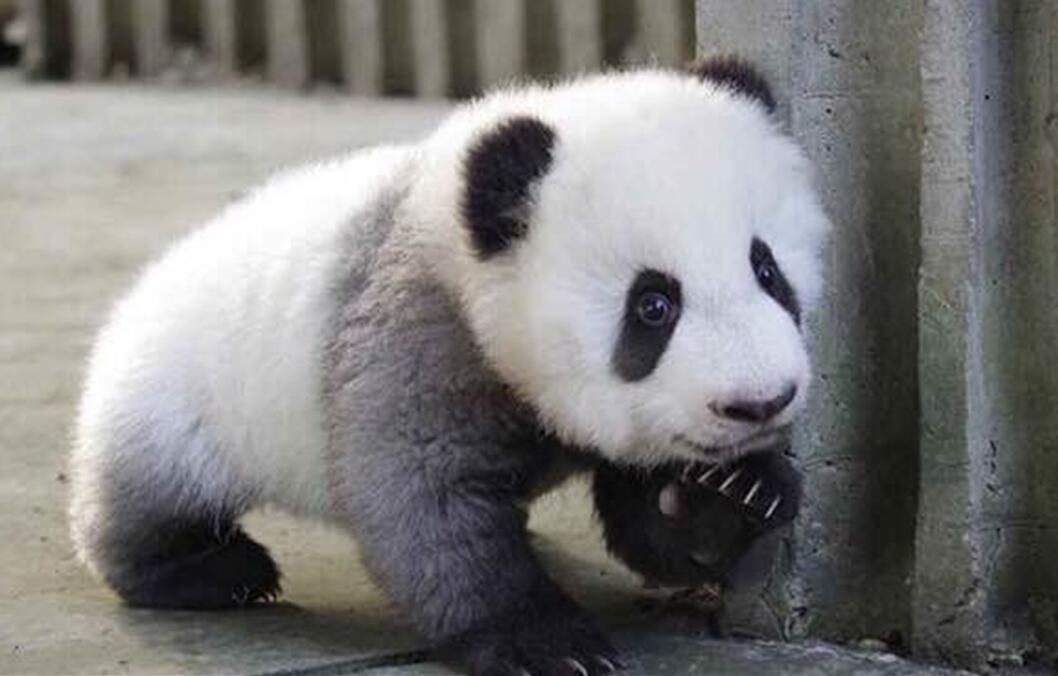 大熊猫生长发育期的相关数据