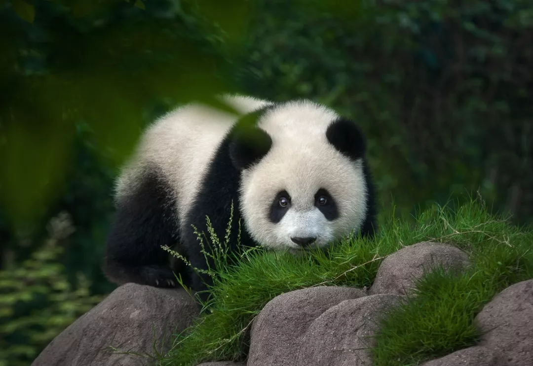 他拍下2000张野生大熊猫萌照,被当成国礼送给全世界!