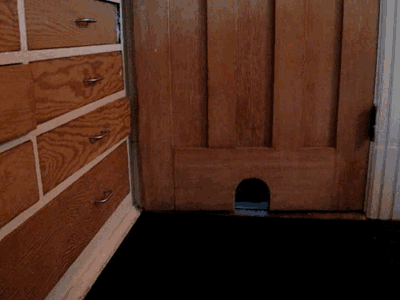 谁知道这猫进门的时候为什么是倒进来的?