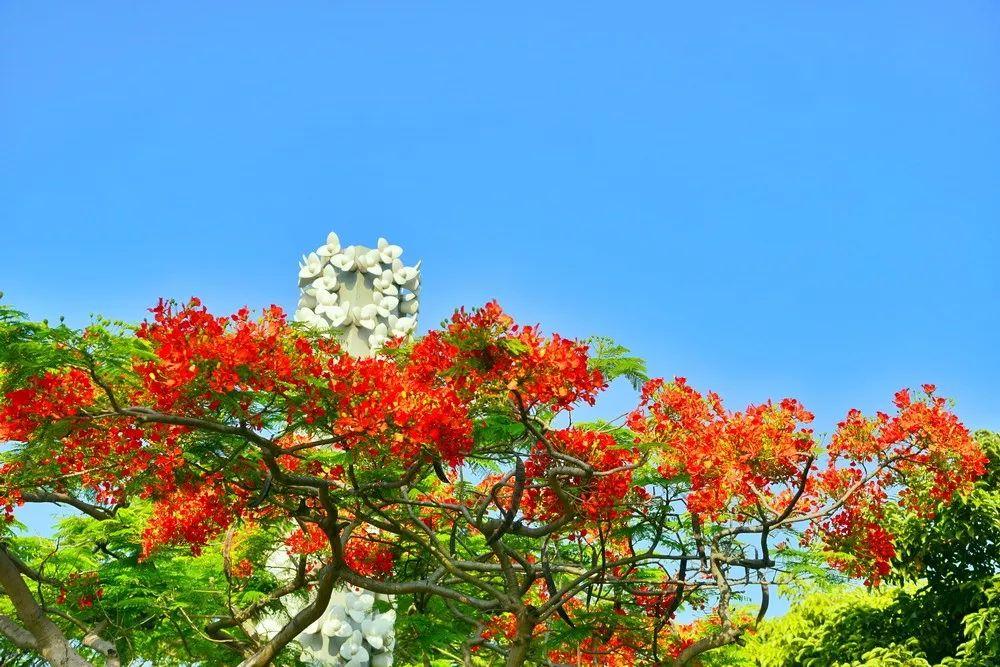 厦门大学的描写