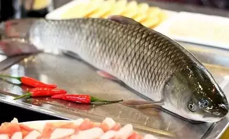 草鱼钓底还是钓浮:夏季钓草鱼的实战技巧(浮钓与悬钓)