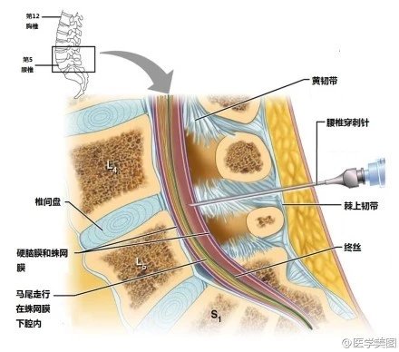 最全神经系统解剖图