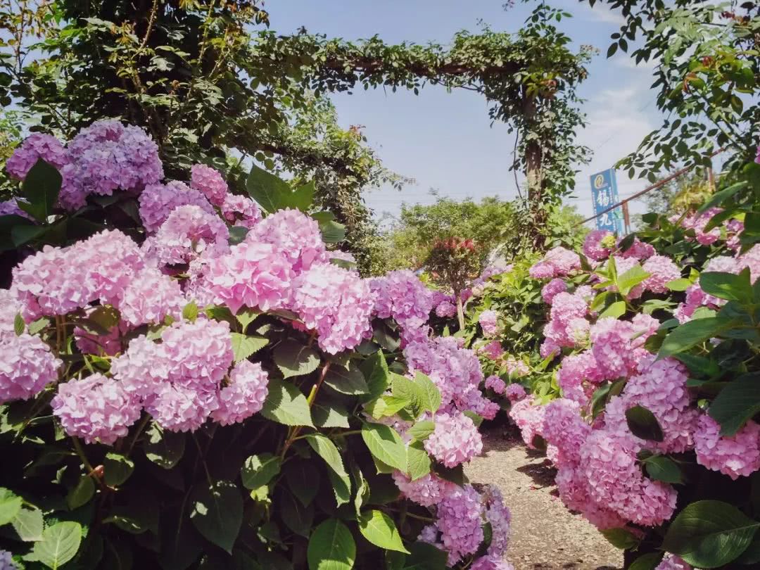 这里连名字都起得那么美,更别说这里有着全成都最美的绣球花长廊了