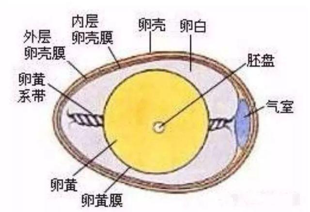 67(鸡蛋的结构)鸡蛋的蛋壳其实是透气的,新鲜的鸡蛋气室小,所以就