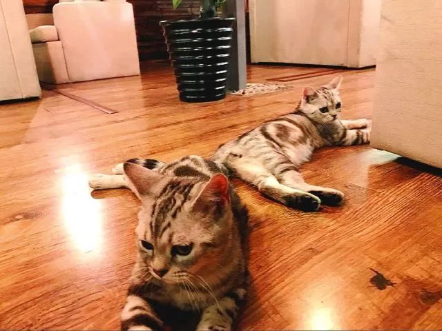 来贵阳这8家猫咖,治愈你的"没猫病"!