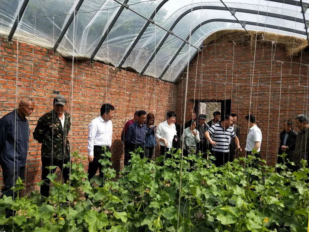 合作社社长赵庆财重点介绍了西红柿,黄瓜的种植技术,香瓜的人工授